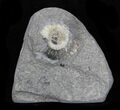 Promicroceras Ammonite - Dorset, England #30723-1